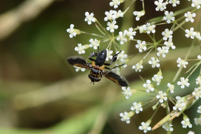 Trichopoda pictipennis - tollaslábú poloskalégy