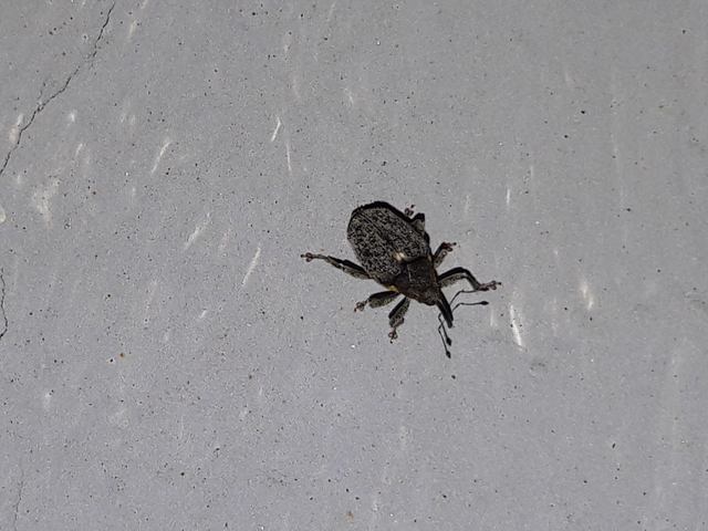Ceutorhynchus pallidactylus - szőrös repce-ceutormányos