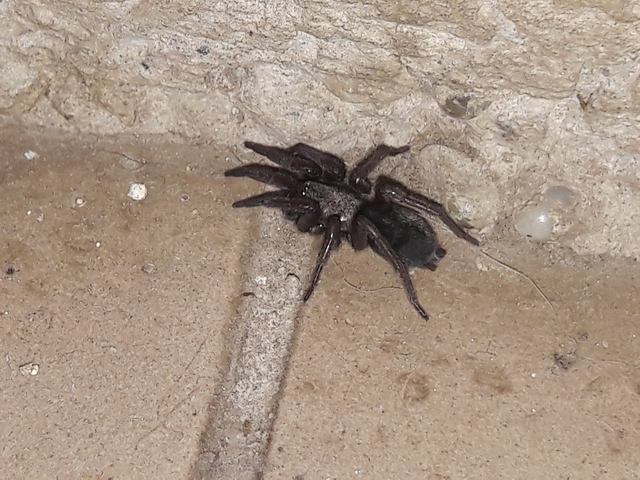 Scotophaeus