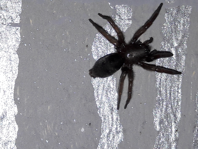 Scotophaeus