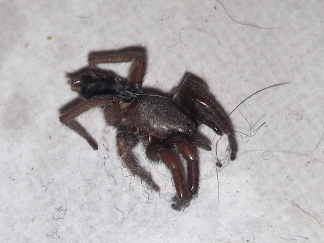 Scotophaeus