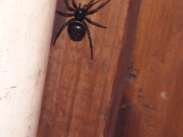 Steatoda bipunctata - kétpettyes faggyúpók