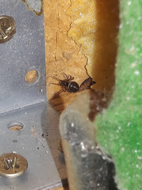 Steatoda bipunctata - kétpettyes faggyúpók