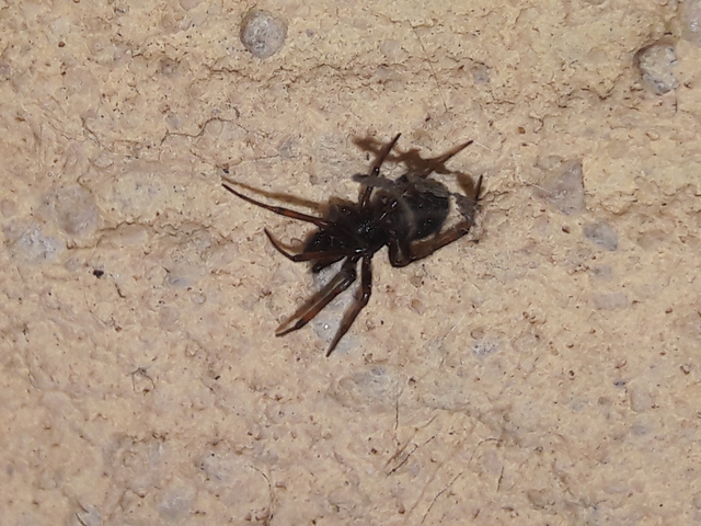 Steatoda bipunctata - kétpettyes faggyúpók