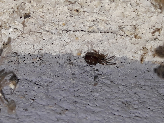 Steatoda bipunctata - kétpettyes faggyúpók
