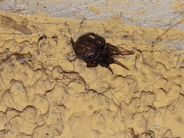 Steatoda bipunctata - kétpettyes faggyúpók