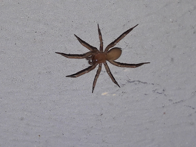 Drassodes/Drassodex
