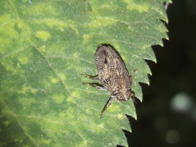 Issus coleoptratus