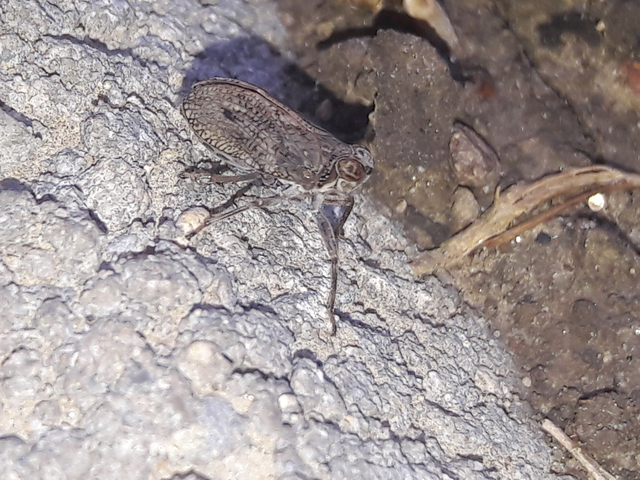 Issus coleoptratus