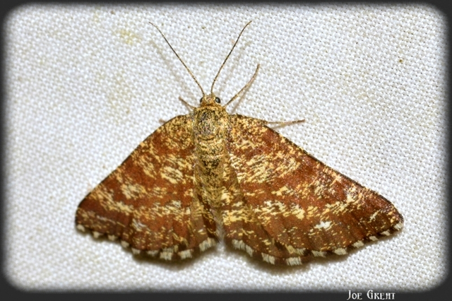 Ematurga atomaria - barna rétiaraszoló