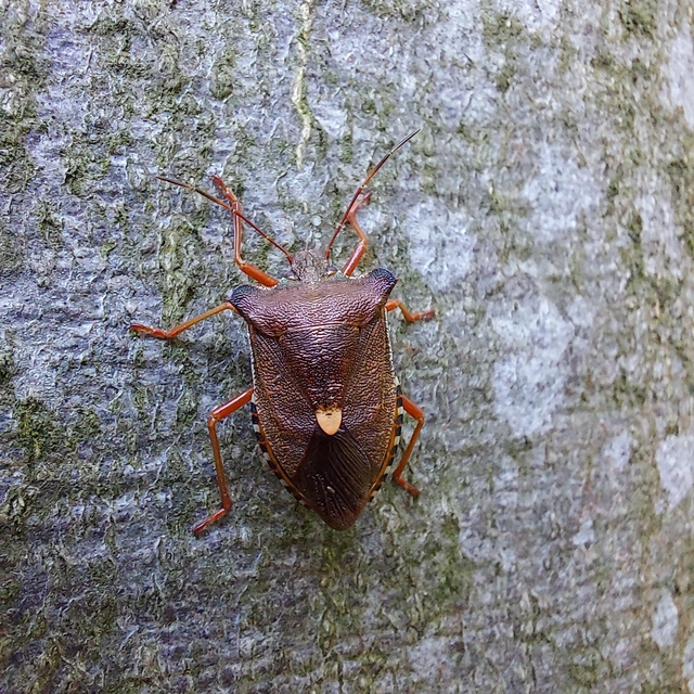 Pentatoma rufipes - vöröslábú címerespoloska Pentatoma rufipes - vöröslábú címerespoloska
