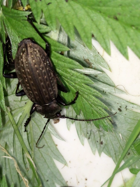 Carabus granulatus - mezei futrinka