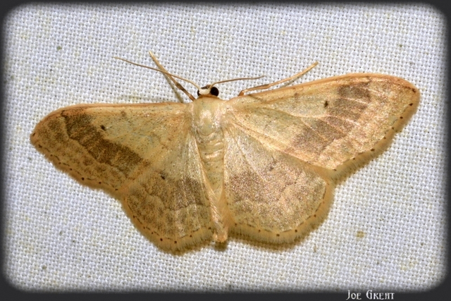 Idaea aversata - nagy sávosaraszoló