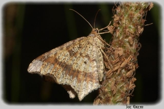 Macaria alternata - közönséges szürkearaszoló