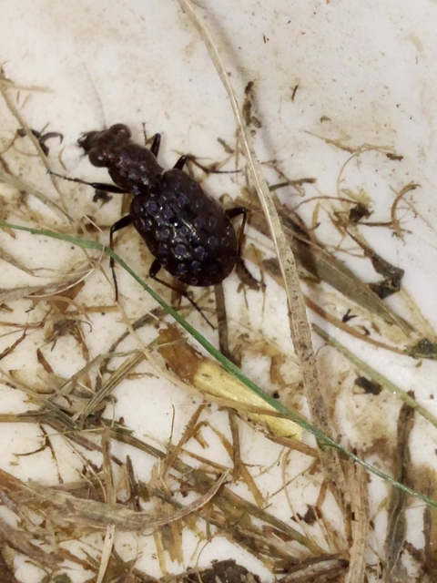 Elaphrus cupreus - rezes iszapfutó