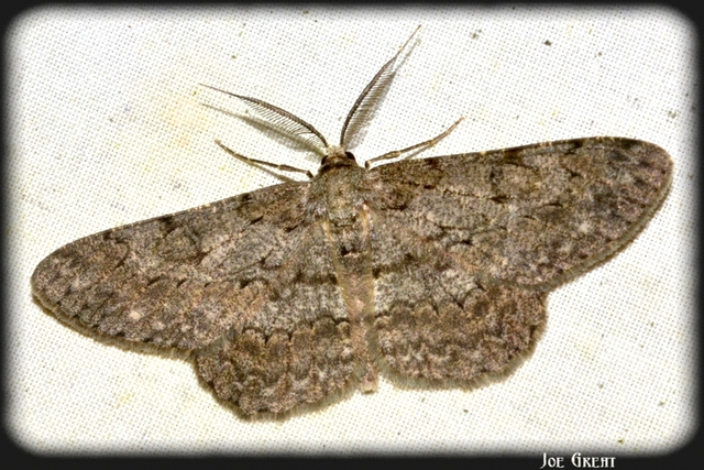 Hypomecis punctinalis - pettyes faaraszoló