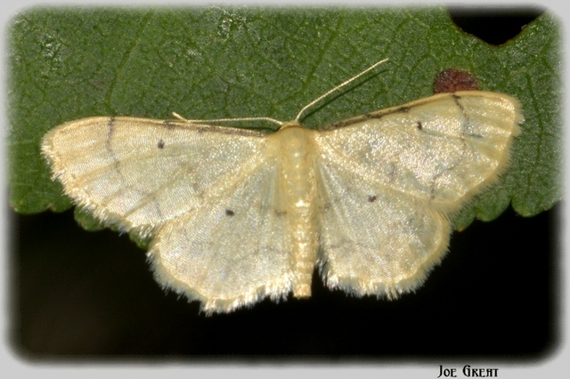 Idaea politaria - vonalas apróaraszoló