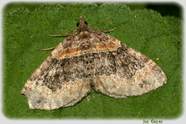 Xanthorhoe ferrugata - kerti tarkaaraszoló