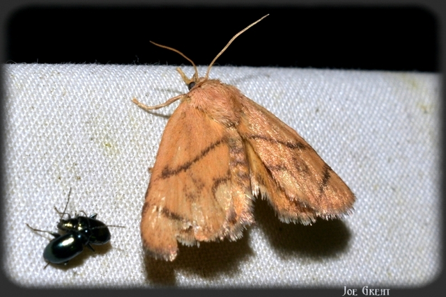 Heterogenea asella - csigalepke