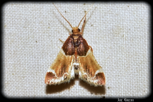 Pyralis farinalis - lisztilonca