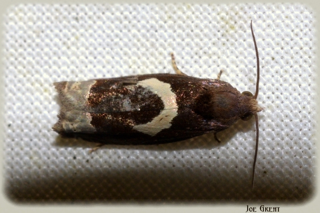 Epiblema foenella - kampósfoltú tükrösmoly