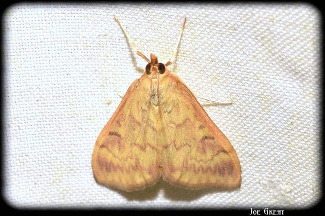 Ostrinia nubilalis - kukoricamoly