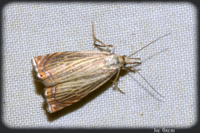 Chrysoteuchia culmella - kerti fűgyökérmoly