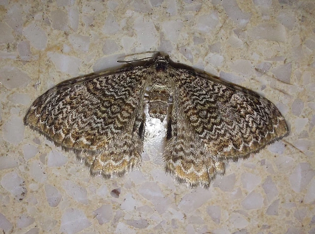 Hydria undulata - hullámvonalas araszoló
