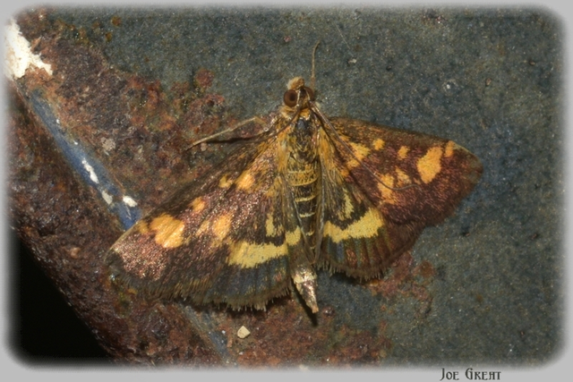 Pyrausta aurata - aranyló bíbormoly