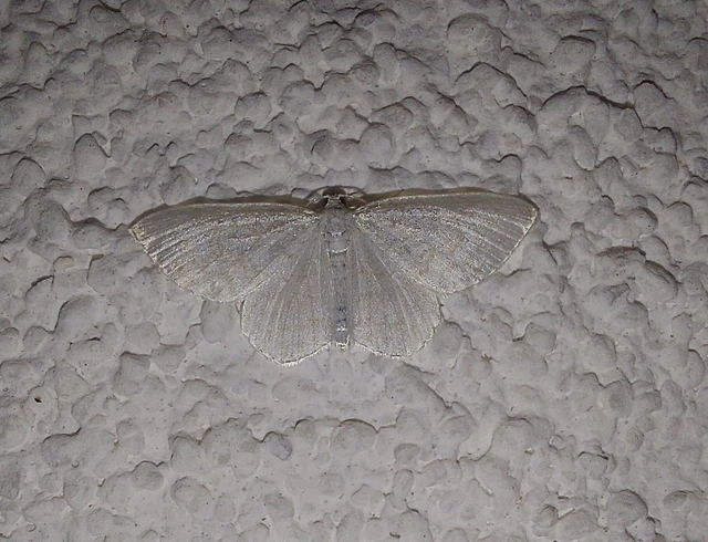 Asthena albulata - gyertyán-fehéraraszoló