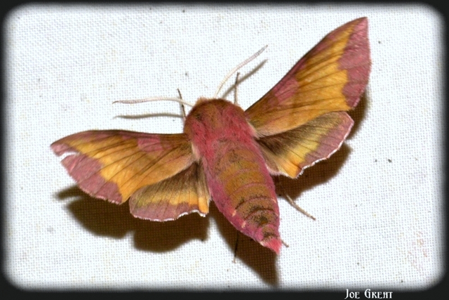 Deilephila porcellus - piros szender