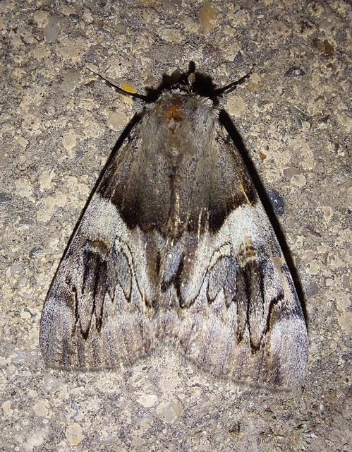 Catocala fulminea - galagonya-övesbagoly