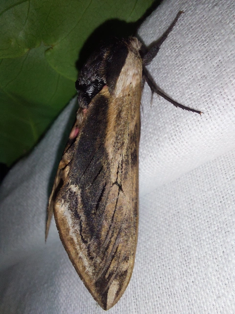 fagyalszender - Sphinx ligustri