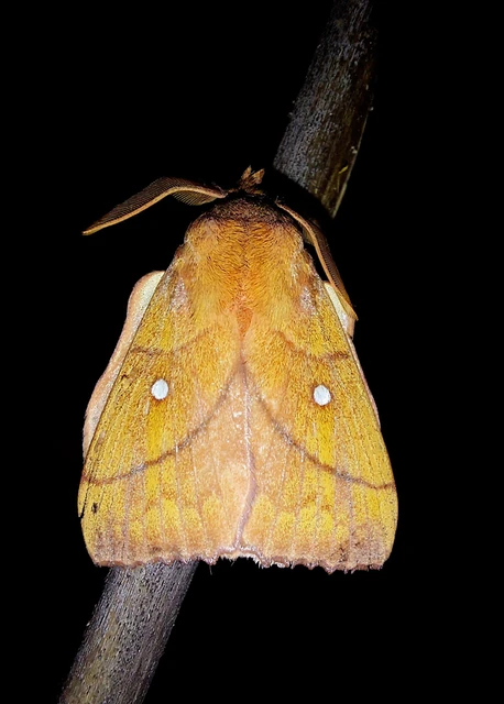 szilvafapohók - Odonestis pruni