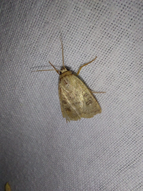 Hoplodrina octogenaria - barna selymesbagoly