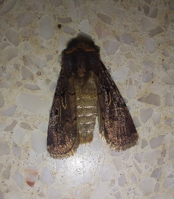 Chersotis rectangula - barna földibagoly