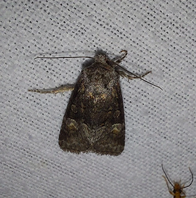 kis fűzbagoly - Brachylomia viminalis