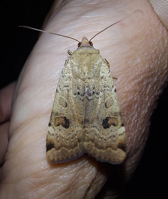 köztes sárgafűbagoly - Noctua interposita