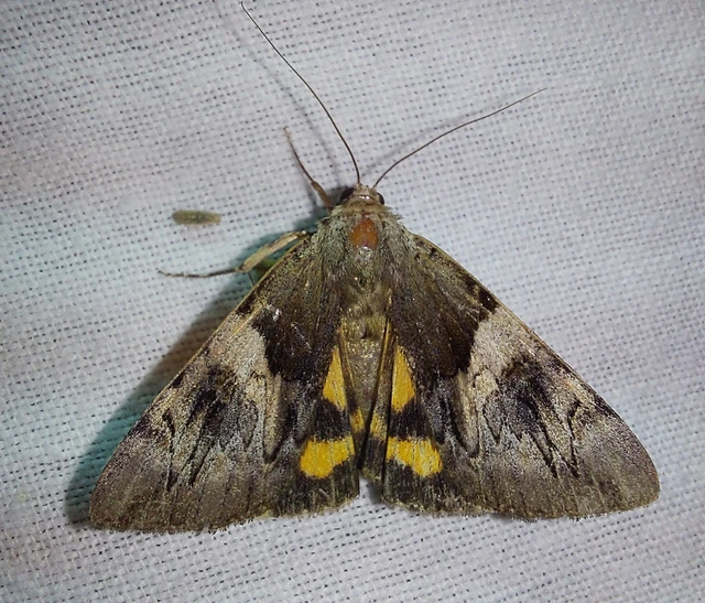 galagonya-övesbagoly - Catocala fulminea