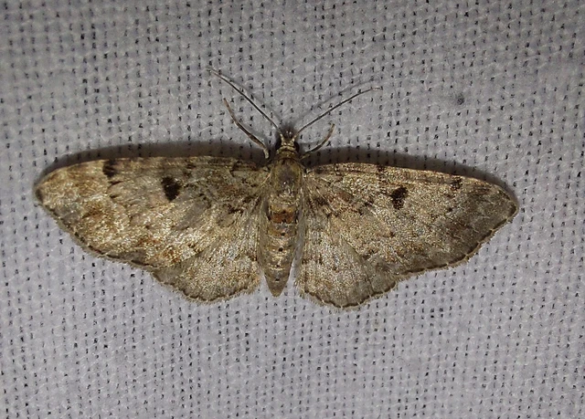 nagyfoltú törpearaszoló - Eupithecia abietaria