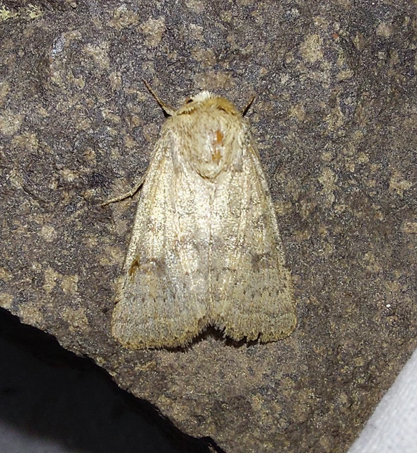 barna selymesbagoly - Hoplodrina octogenaria