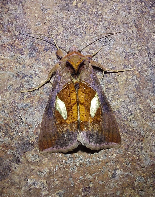 szélesfoltú aranybagoly - Autographa bractea