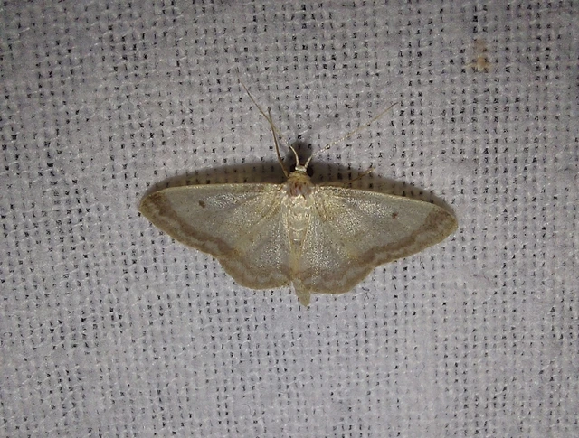 mocsári sávosaraszoló - Idaea biselata