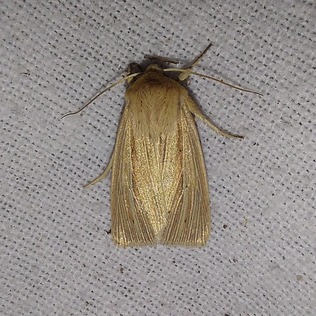 Mythimna pallens/impura/straminea