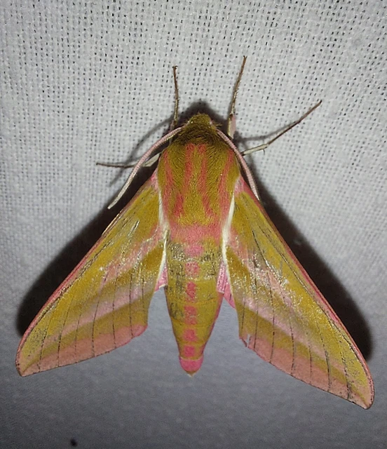 szőlőszender - Deilephila elpenor