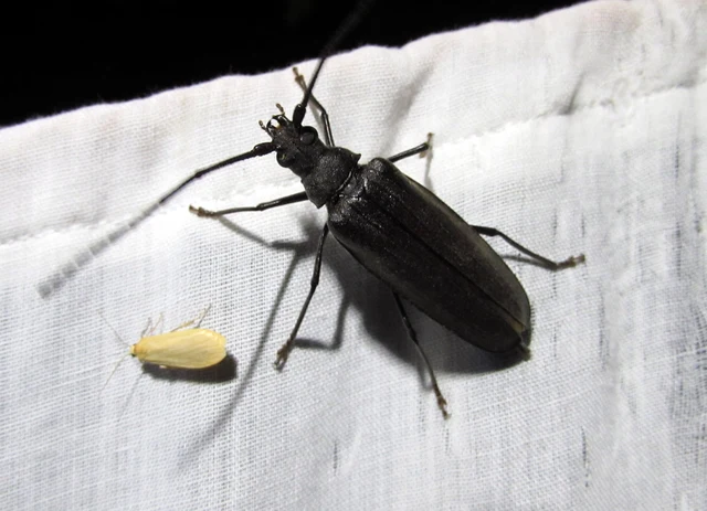 Aegosoma scabricorne - diófacincér