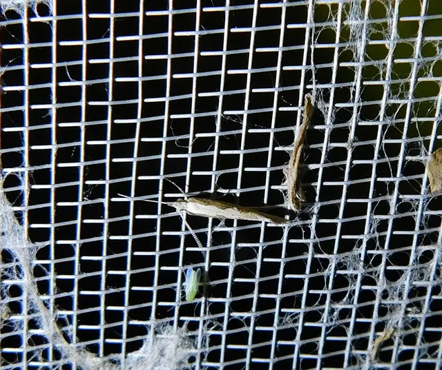 Plutella xylostella - káposztamoly