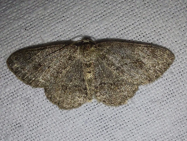 avararaszoló - Ectropis crepuscularia