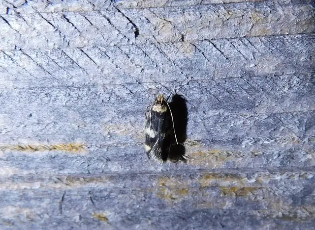 Autostichidae - avarmolyfélék