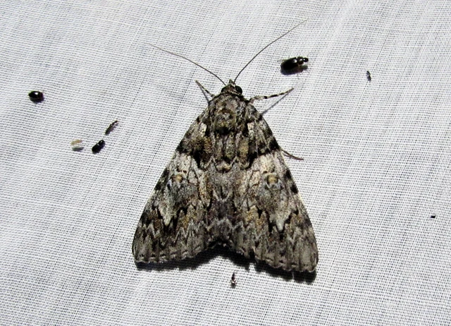 Catocala promissa - kis tölgyfa-övesbagoly
